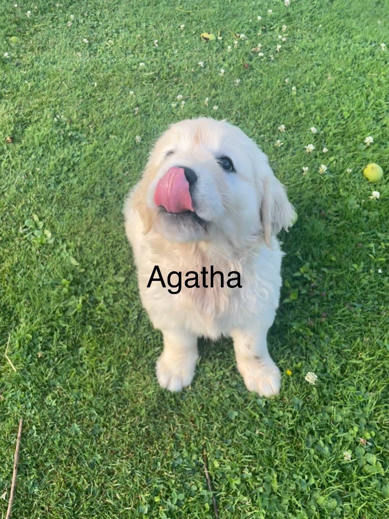 Des Rêves Angélique - Chiots disponibles - Golden Retriever