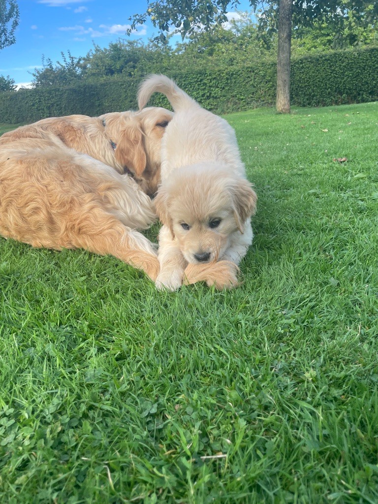 Des Rêves Angélique - Chiots disponibles - Golden Retriever