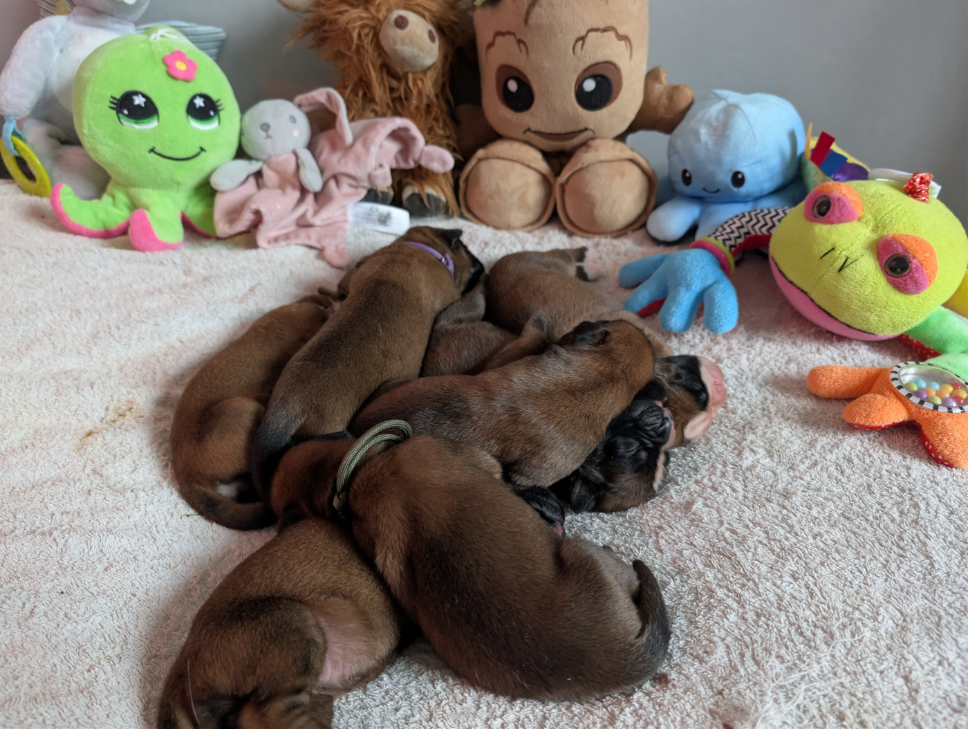 Chiot Boxer Des Rêves Angélique