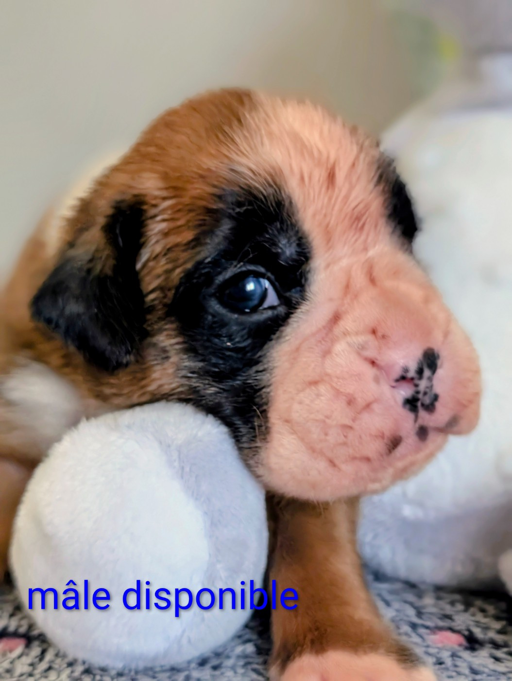 Des Rêves Angélique - Chiots disponibles - Boxer