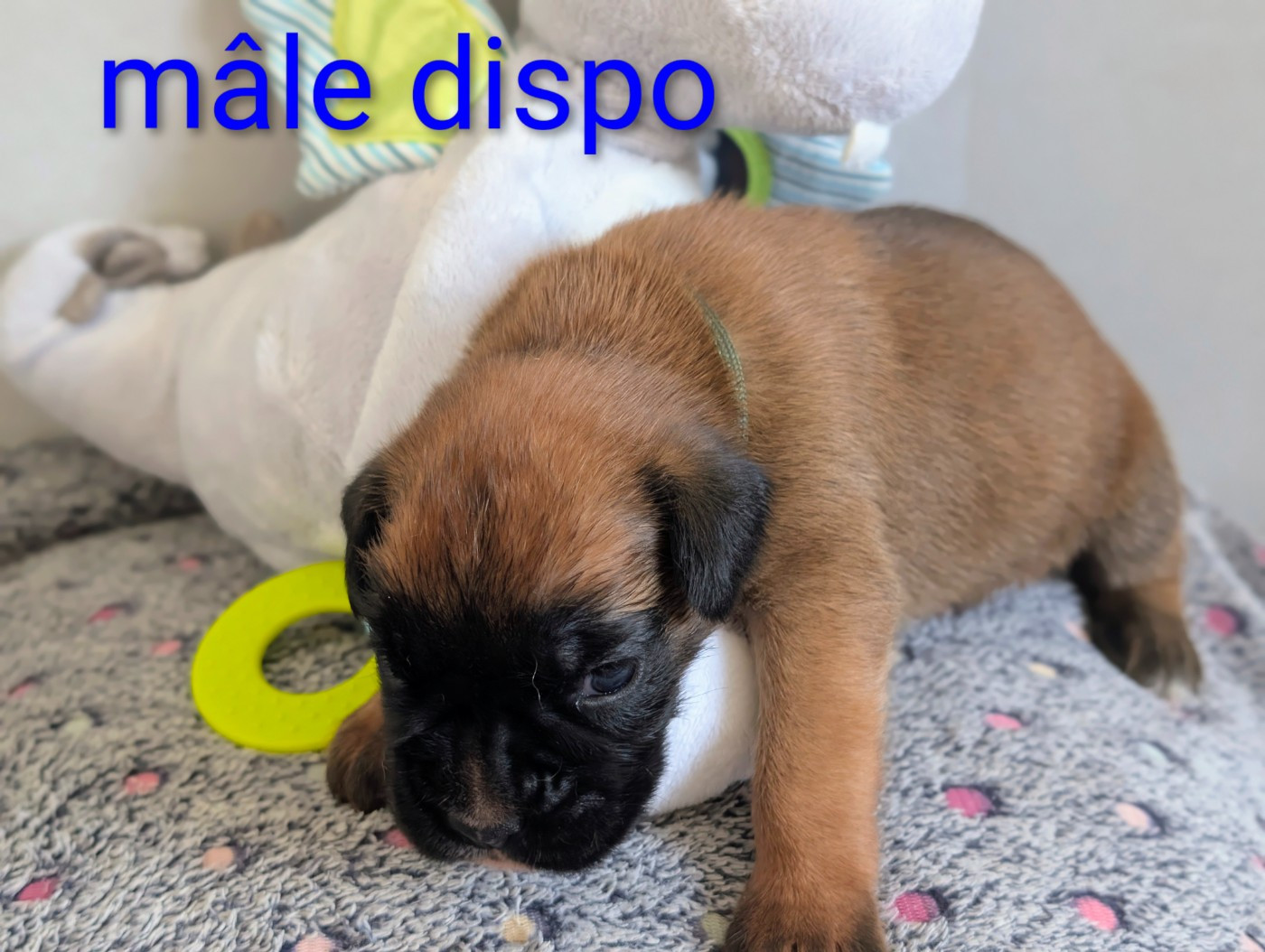 Des Rêves Angélique - Chiots disponibles - Boxer