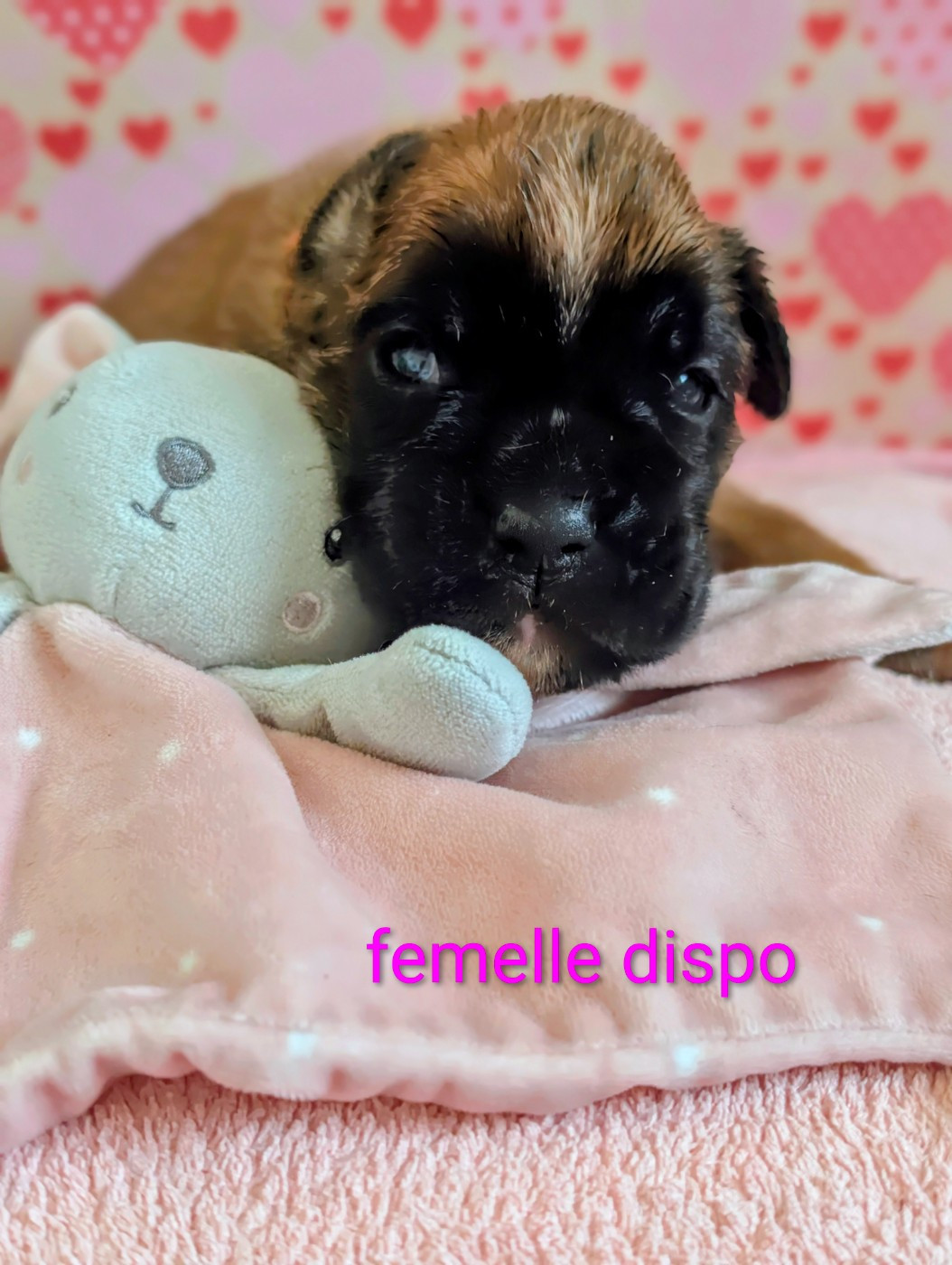 Des Rêves Angélique - Chiots disponibles - Boxer