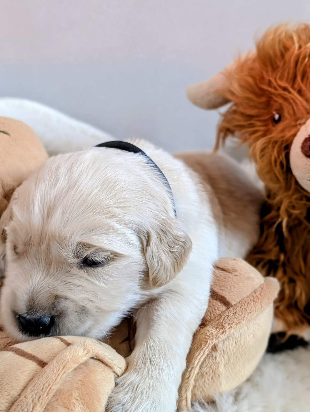 Des Rêves Angélique - Chiots disponibles - Golden Retriever
