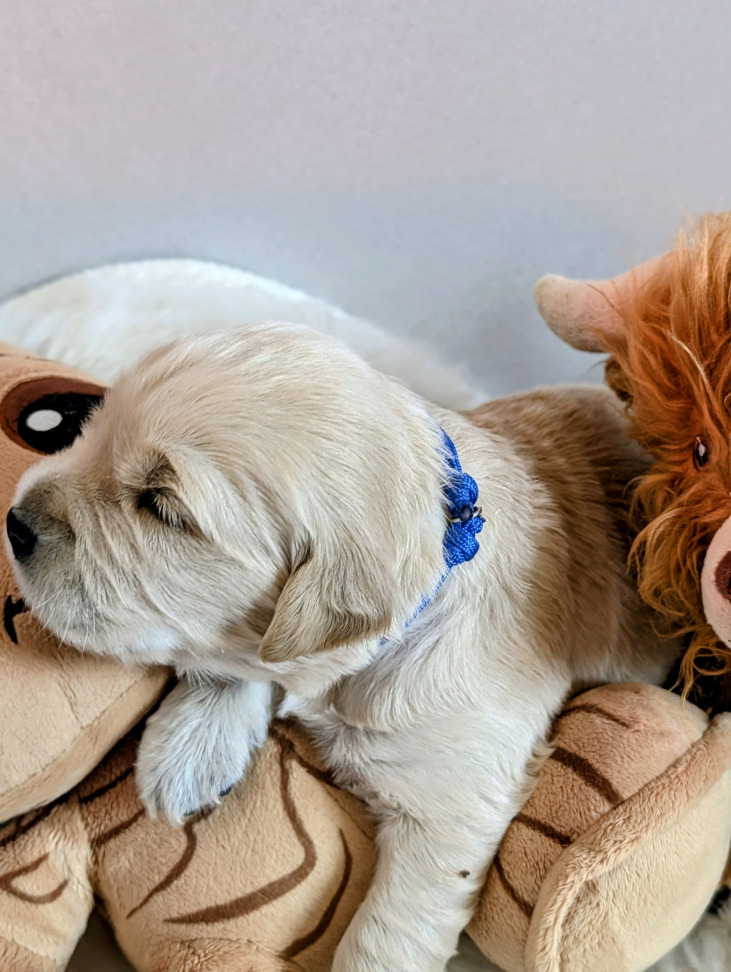 Des Rêves Angélique - Chiots disponibles - Golden Retriever