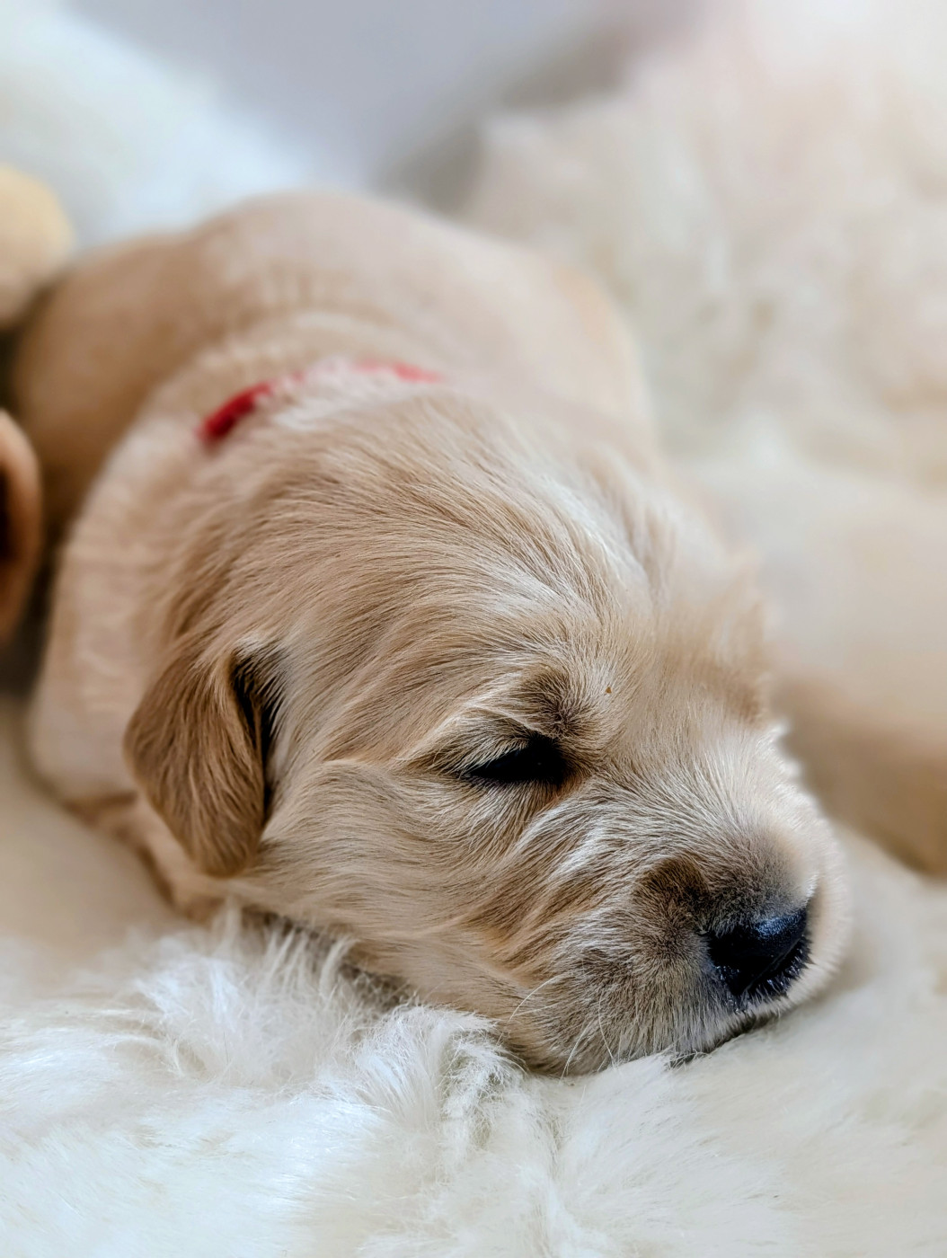 Des Rêves Angélique - Chiots disponibles - Golden Retriever
