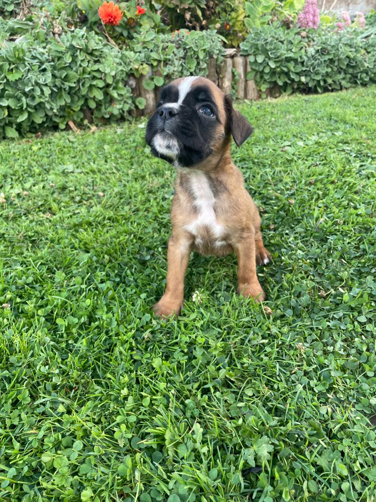 Des Rêves Angélique - Chiots disponibles - Boxer
