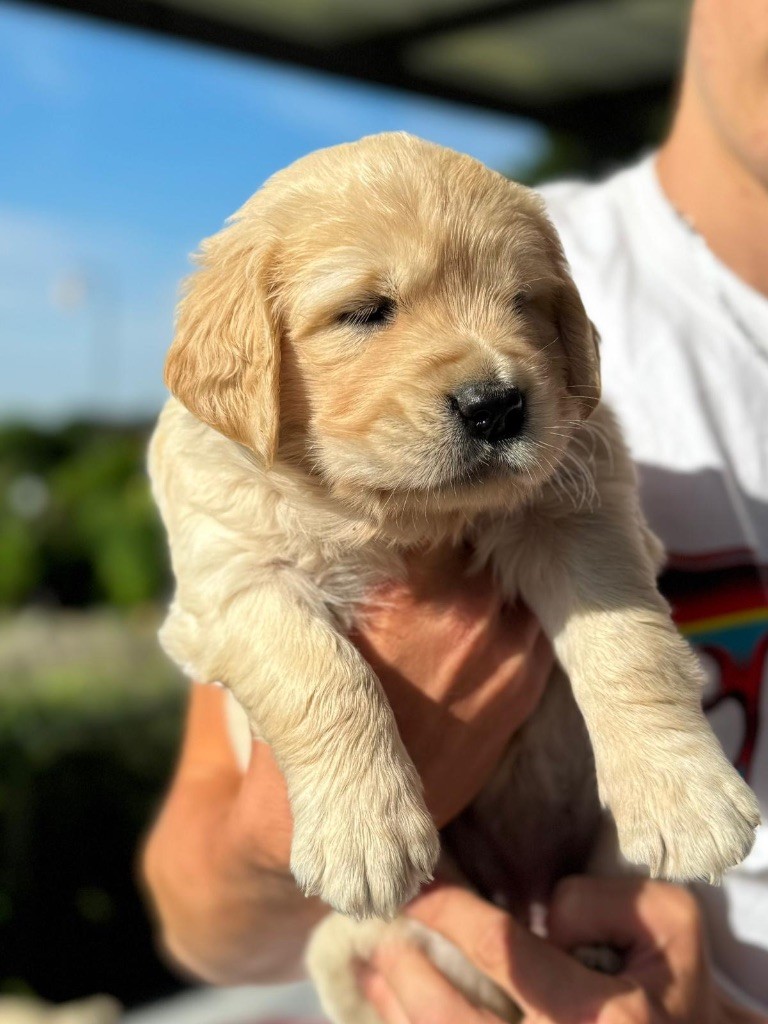 Des Rêves Angélique - Chiots disponibles - Golden Retriever