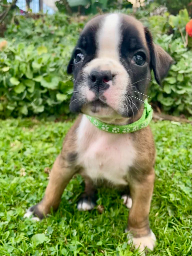 Des Rêves Angélique - Chiots disponibles - Boxer