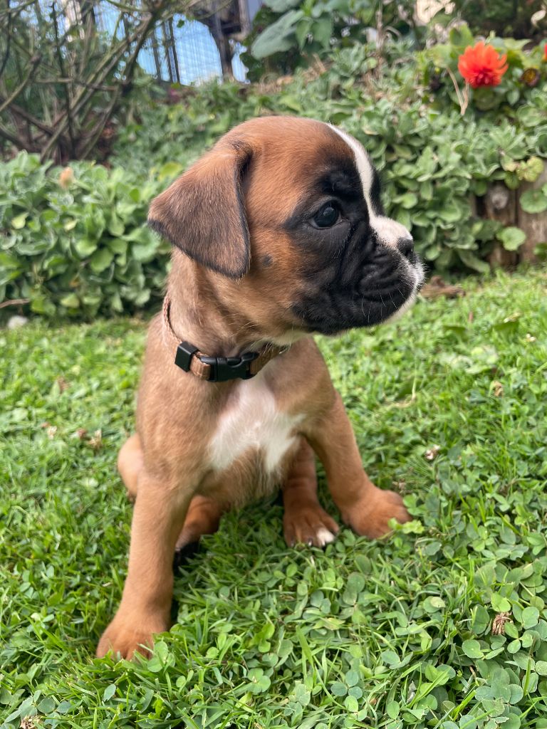 Des Rêves Angélique - Chiots disponibles - Boxer