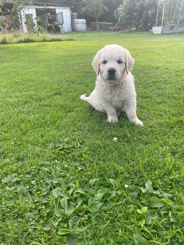 Des Rêves Angélique - Chiots disponibles - Golden Retriever
