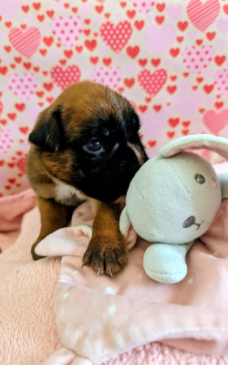 Chiot N°6