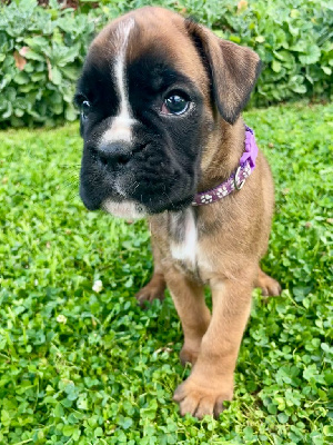 aria