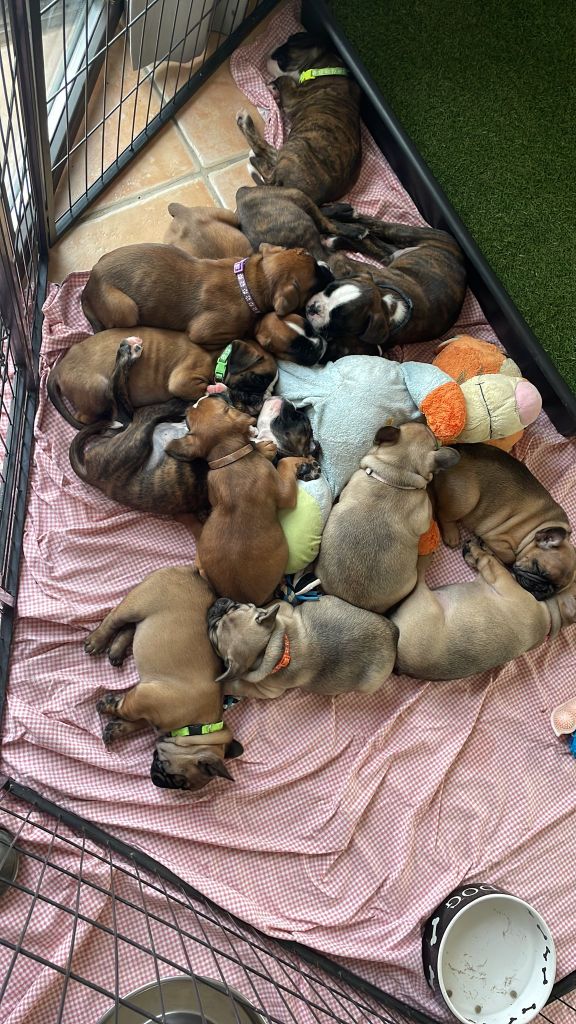 Chiot Boxer Des Rêves Angélique
