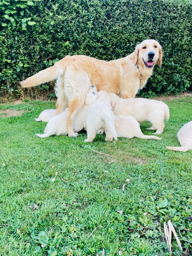 Des Rêves Angélique - Golden Retriever - Portée née le 02/06/2025