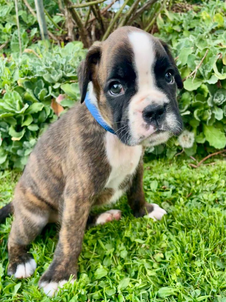Des Rêves Angélique - Chiots disponibles - Boxer