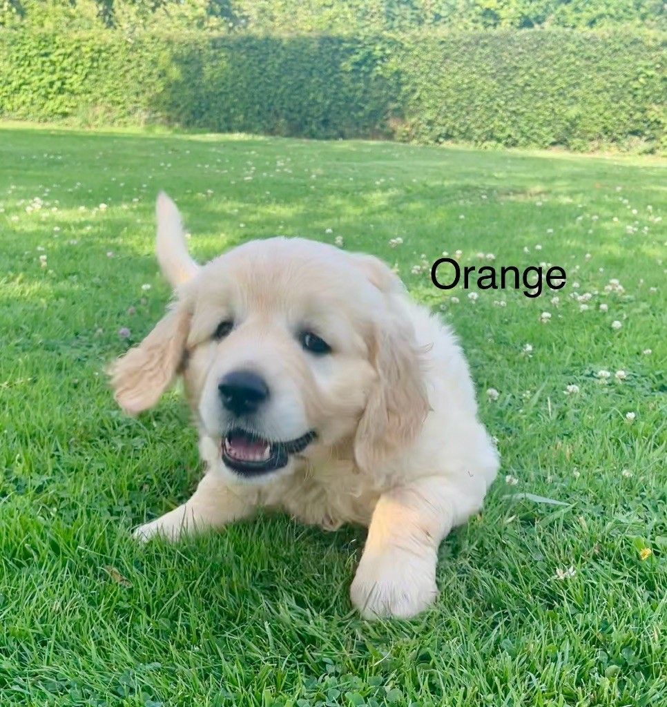 Des Rêves Angélique - Chiots disponibles - Golden Retriever