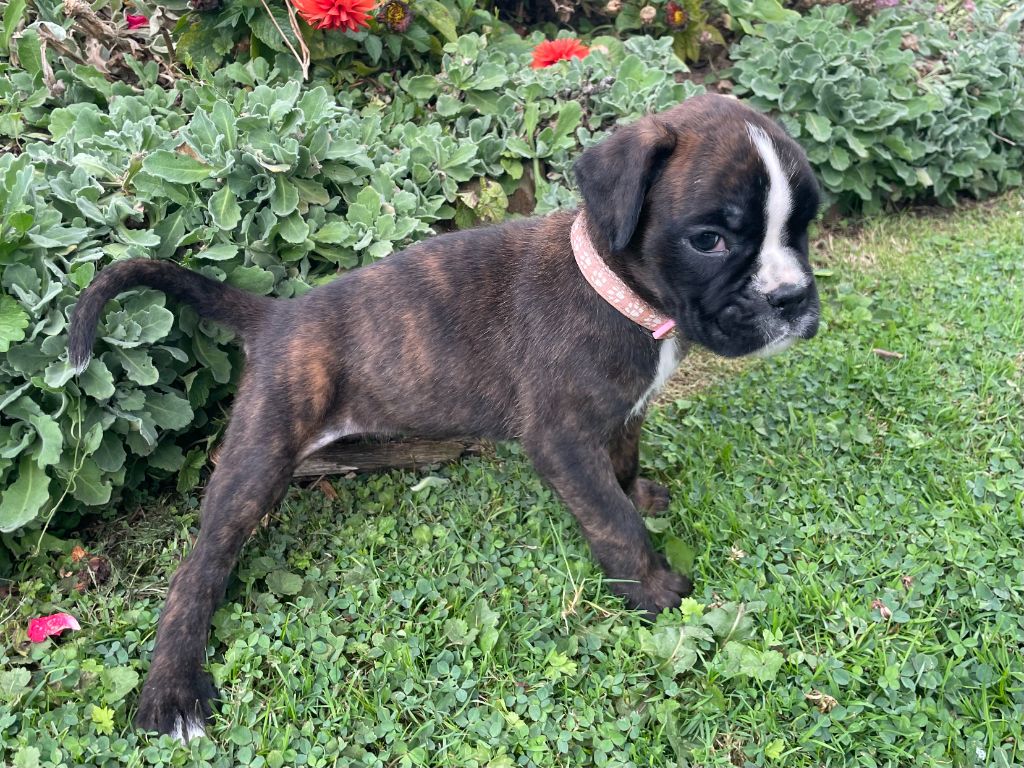 Des Rêves Angélique - Chiots disponibles - Boxer